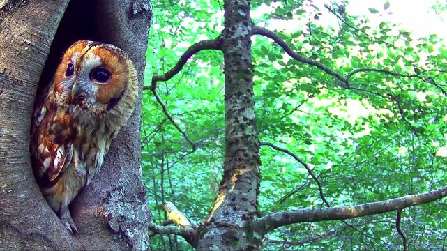 Waldkauz, Strix aluco im Tageseinstand in der Eifel