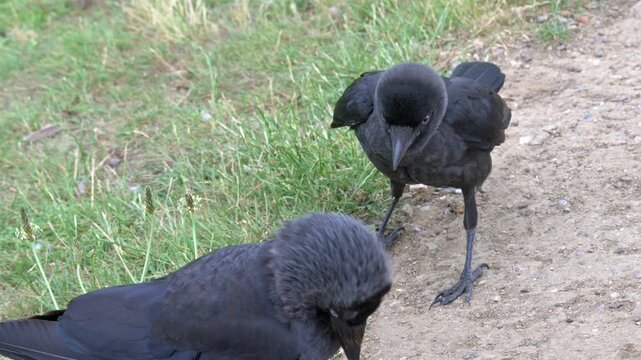Jackdaw (Corvus monedula) juvenile calling, hoping to be fed by an adult. July, Kent, UK. With sound