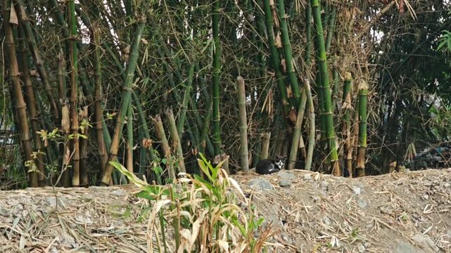 A black and white Felis catus resting on a dry earth mound covered in fallen leaves in front of a dense bamboo forest during daytime