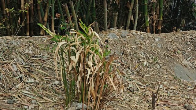 Close up of a wilting Zingiber officinale plant with green and brown leaves growing on a dry earth mound covered in fallen foliage near a bamboo forest