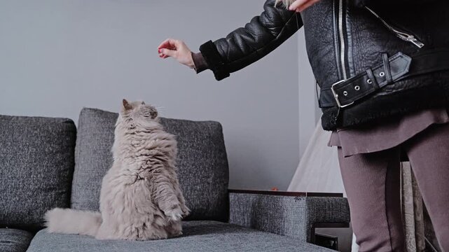 Fluffy lilac British Longhair tomcat balances on hind legs to earn a tasty treat