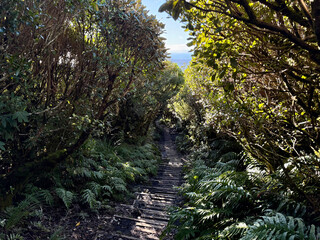 Fototapeta premium Forest trail with wooden steps on Mangorei Track