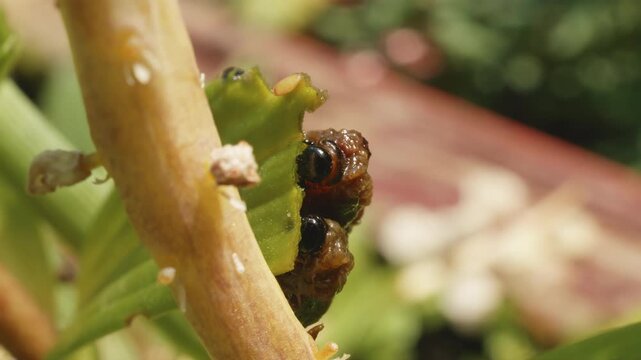 Red lily beetle (Lilioceris lilii) black excrement-coated grubs feeding on lily leaf close up stock footage
