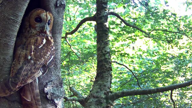 Waldkauz, Strix aluco im Tageseinstand in der Eifel