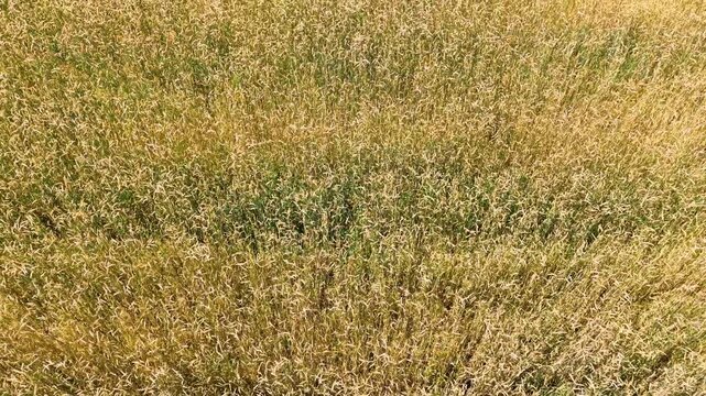 Golden crop field showing textured grains and lush greenery under bright sunlight, aerial view