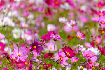 Obraz premium Colorful cosmos flowers field swaying in the gentle breeze under autumn blue sky, beautiful seasonal nature background with copy space