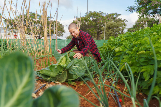 Smiling woman harvests organic cabbage in an urban community garden