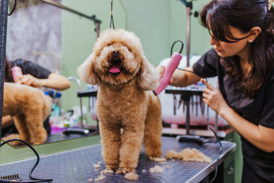 Woman grooms a brown poodle in a pet salon