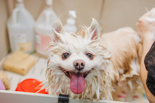 Woman washes a wet happy dog in an indoor bathtub