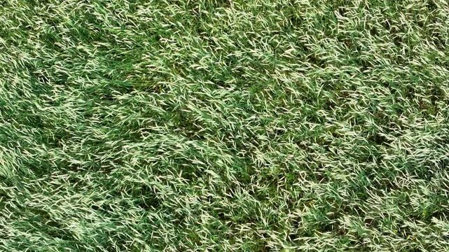 Green grass texture with subtle yellow highlights swaying in gentle breeze under bright sunlight, aerial view