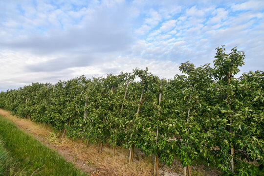 Row of young apple trees in a beautiful commercial orchard supported by wooden stakes under a cloudy sky