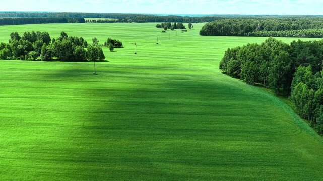 Vibrant green fields and densely wooded edges under a bright blue sky in springtime