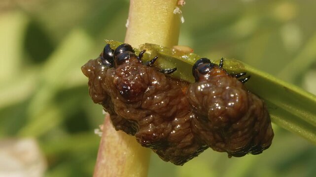 Red lily beetle (Lilioceris lilii) black excrement-coated grubs feeding on lily leaf close up stock footage
