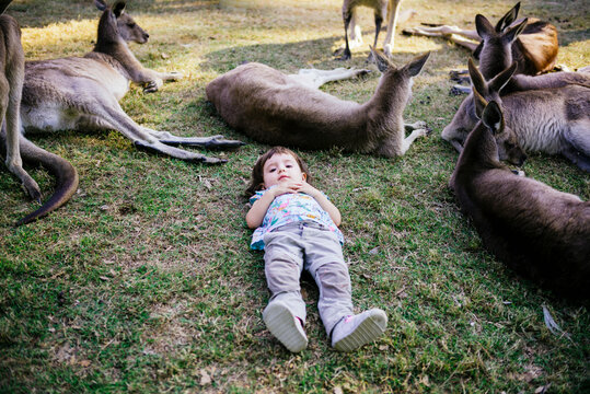 Australia, Brisbane, little girl lying on a meadow between group of tame kangaroos
