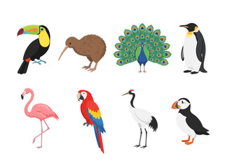 Fototapeta premium A collection of various colorful bird species illustrated in a flat vector style.