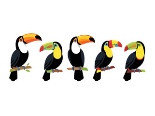 Fototapeta premium A collection of five colorful toucan birds perched on wooden branches against a white background.