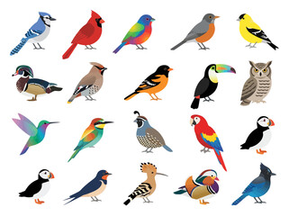 Fototapeta premium A collection of diverse colorful bird species illustrated in a flat vector style.