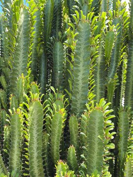 Green cactus plants growing outdoors with sharp textured stems in bright natural sunlight