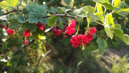 Red Currant 6 © Marcin
