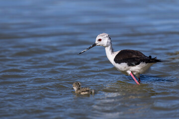 Echasse blanche et son petit © PPJ