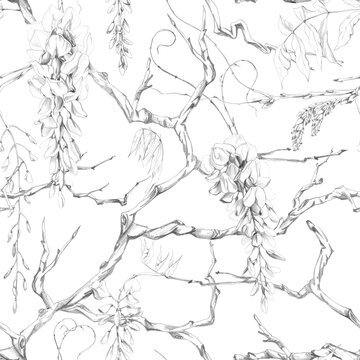 Repeating pattern of wisteria gnarled old branches covered in long flower clusters, leaves and climbing shoots, elegant botanical design. Pencil illustration. Fabric printing, journals, craft papers