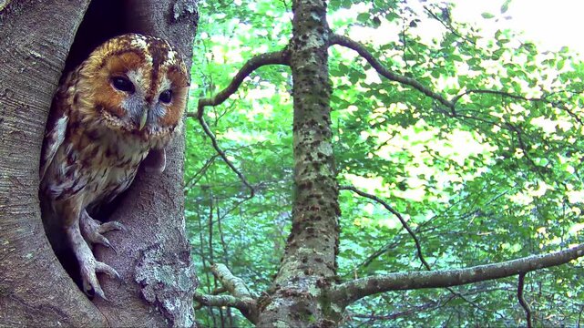 Waldkauz, Strix aluco
