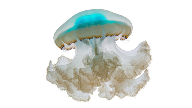 Translucent jellyfish with blue bell and frilly tentacles