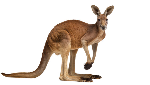 Red kangaroo standing on hind legs, facing left