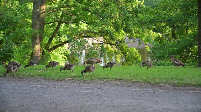 Flock of goslings and adult geese grazing peacefully on a grassy park path