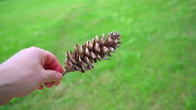 Hand holding a pine cone against a blurred green background, natural outdoor scene