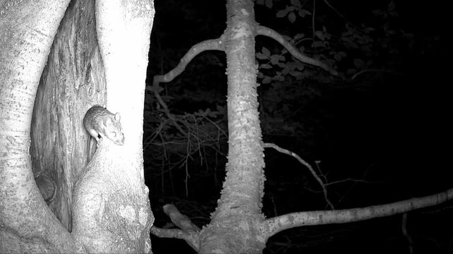 Waldmaus, Apodemus sylvaticus