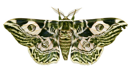 Detailed green and white striped moth with eye spots, isolated on transparent background © STUDIOP