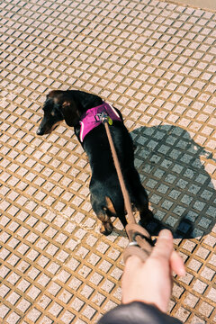 Woman walks her dachshund dog on a leash outdoors on the sidewalk