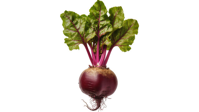 Fresh beet with green leaves and rootlets