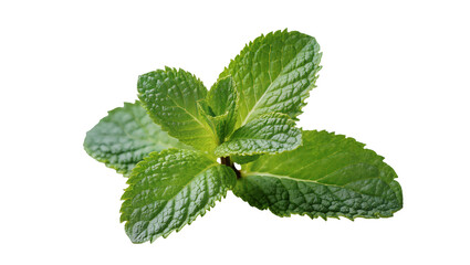 Fresh green mint leaves sprig © Paul