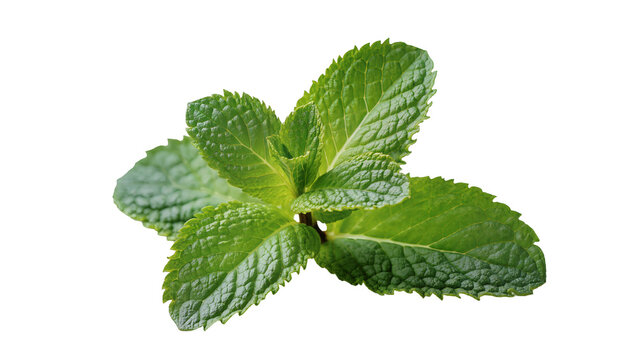 Fresh green mint leaves sprig