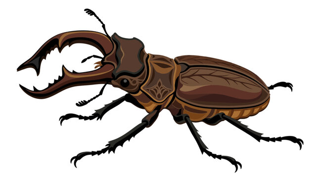 Stag Beetle Insect Macro.