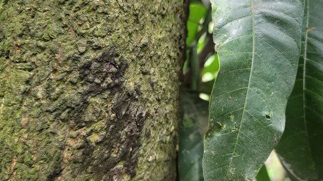 A close up view of tree bark texture next to a large vibrant green leaf