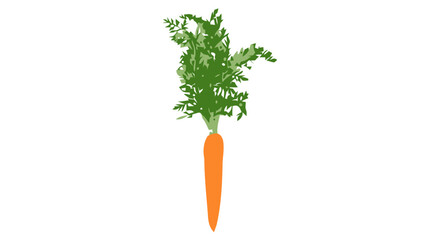 A vibrant orange carrot with leafy greens stands alone on a white background. © John
