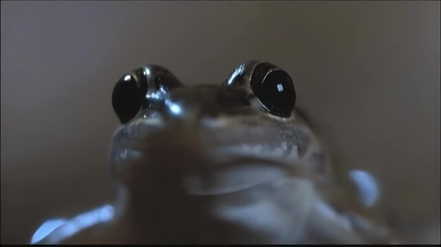Extreme close-up of a frog's face with large, reflective eyes