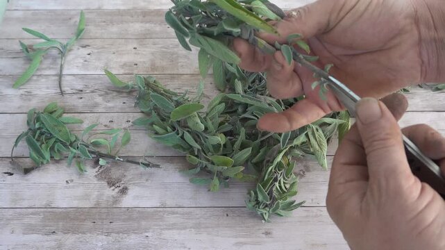 Close up of a man's hands stripping lower leaves from a sage branch to prepare a plant cutting