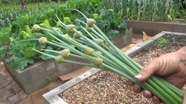 Man holding a bunch of freshly harvested garlic scapes in an urban vegetable garden