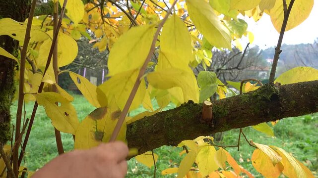 Man pruning fruit tree branch with shears in backyard orchard gardening maintenance