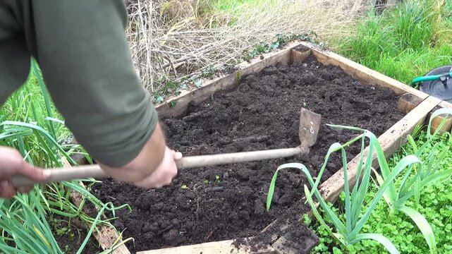 Man using a garden hoe to prepare fertile soil for planting in a wooden raised bed