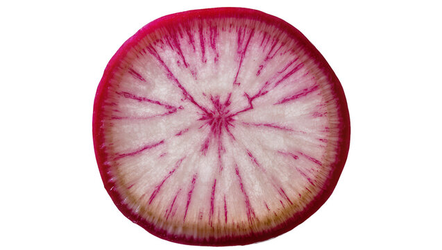 Round slice of radish with pink veins and white flesh