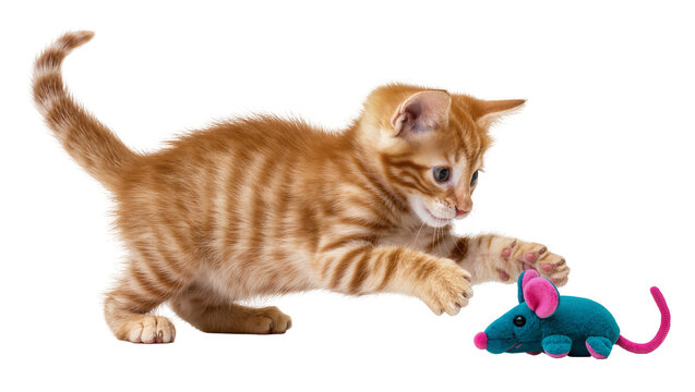 Orange tabby kitten playing with blue plush mouse toy