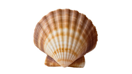 Two brown and white scallop shells stacked © Paul