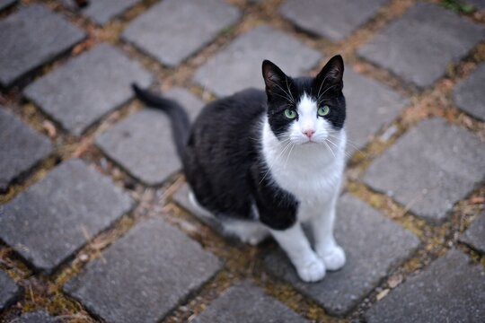 Cute tuxedo Cat sitting outtdoos and looking up at camera. Horizontal image with selective focus. 