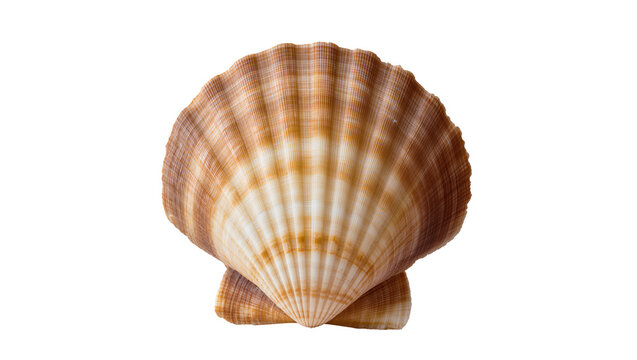 Two brown and white scallop shells stacked