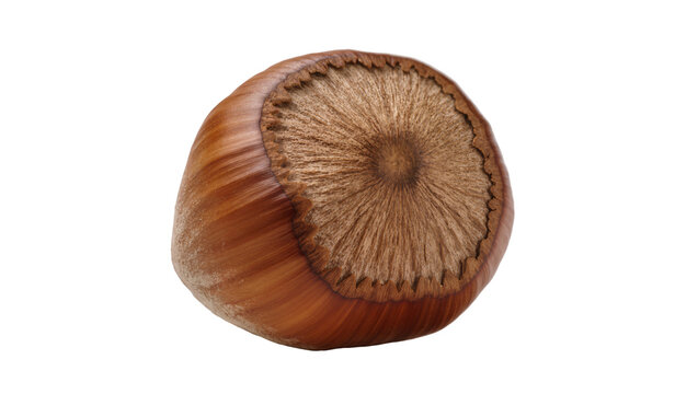 Whole hazelnut with textured shell and cap